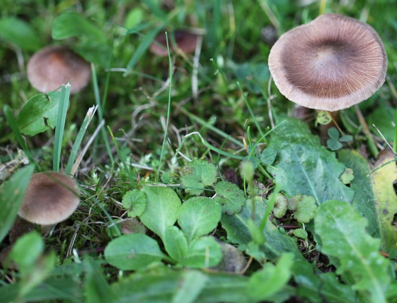 Inocybe fuscidula