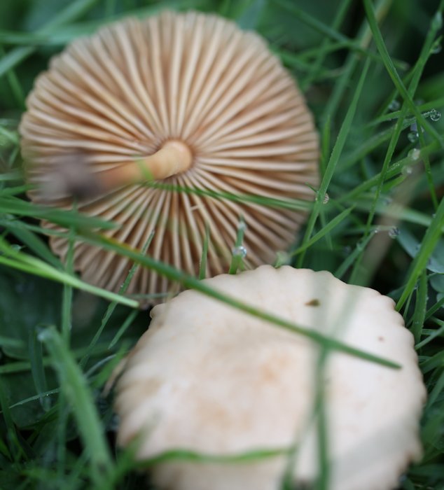 marasmius oreades