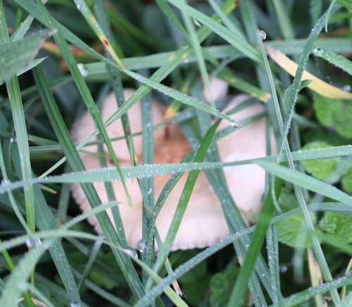 marasmius oreades