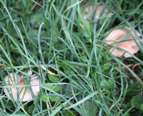 marasmius oreades