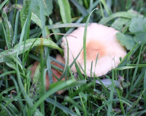 marasmius oreades