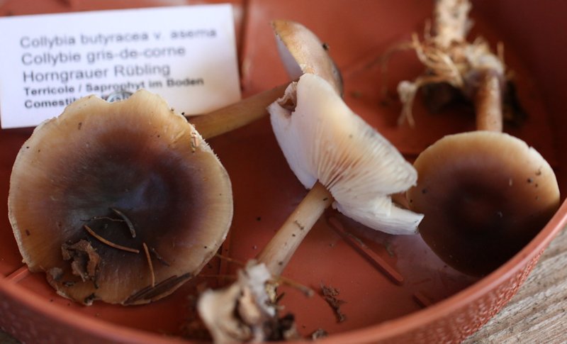 Rhodocollybia butyracea f. asema 