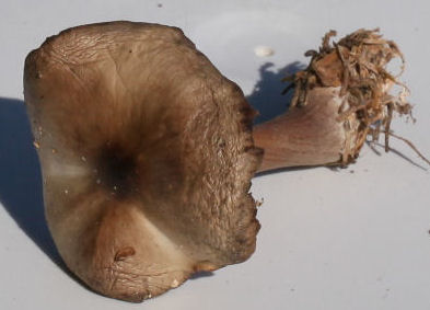 collybia butryacea
