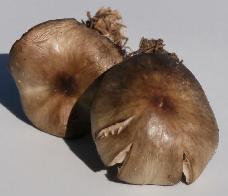 collybia butryacea