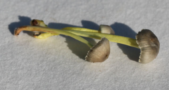 Mycena epipterygia