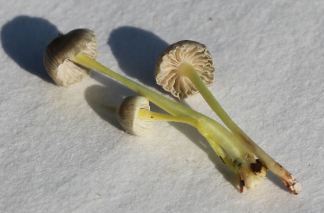 Mycena epipterygia