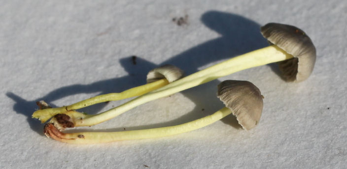 Mycena epipterygia