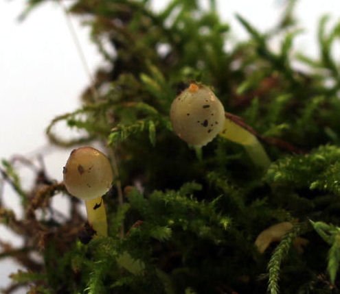 mycena epipterygia
