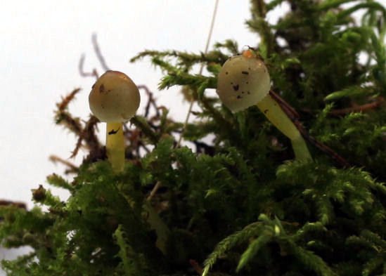 mycena epipterygia