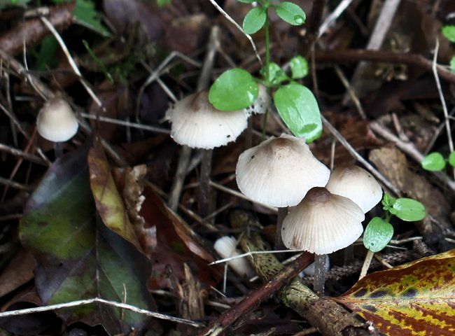 mycena galericulata