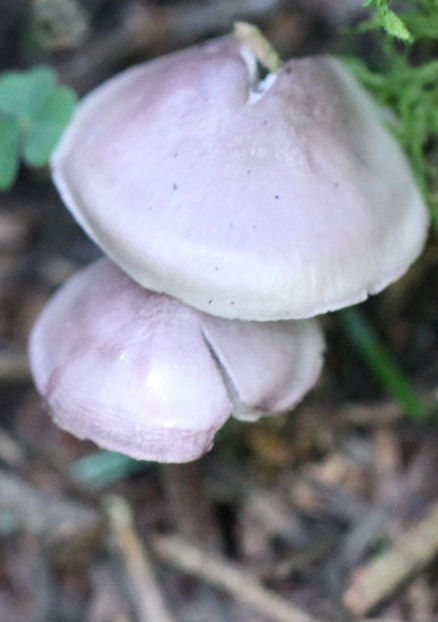 mycena pura