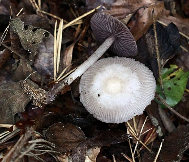 mycena pura