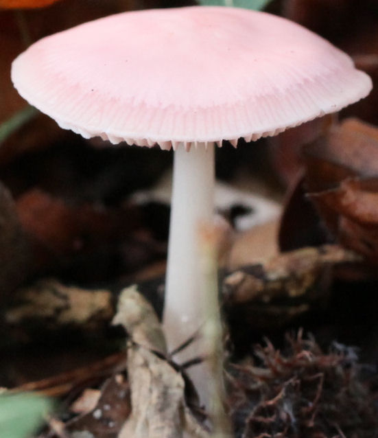 mycena rosea