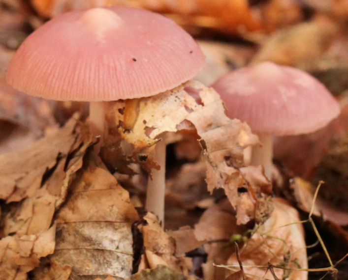 Mycena rosea