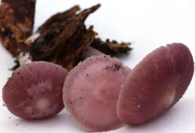 Mycena rosea