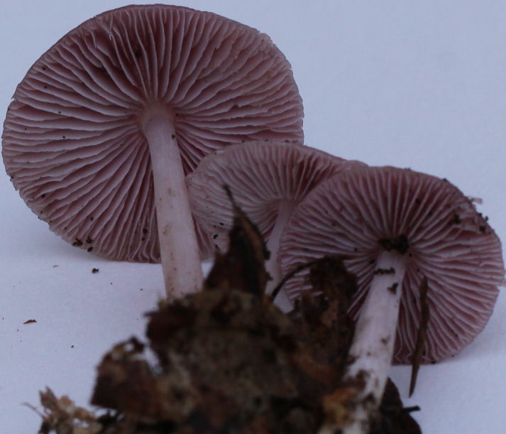 Mycena rosea