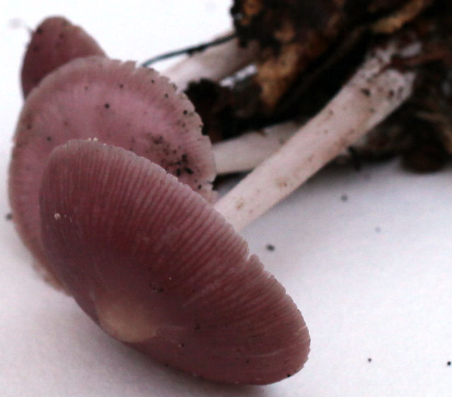 Mycena rosea