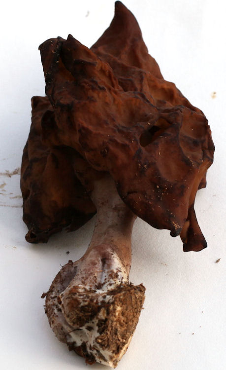 Gyromitra infula