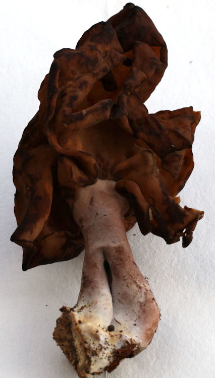 Gyromitra infula