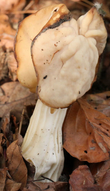 helvella crispa