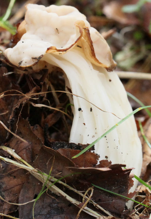 helvella crispa