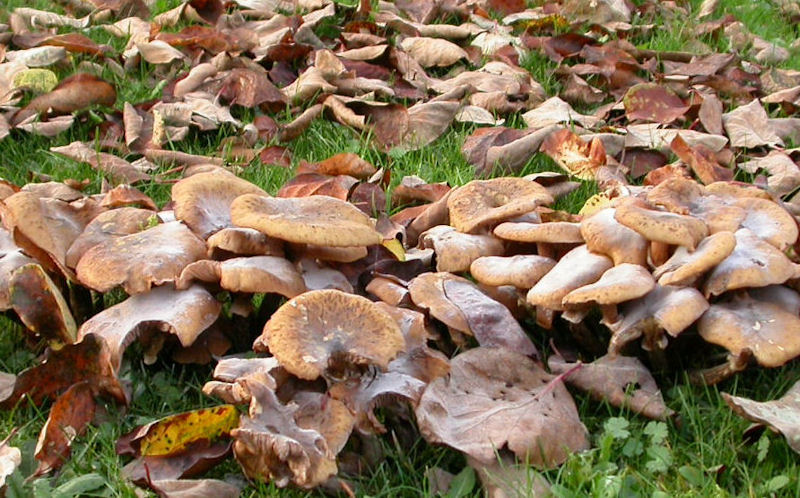 armillaria mellea