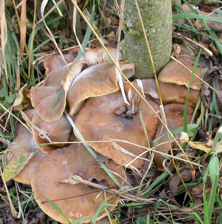 armillaria mellea