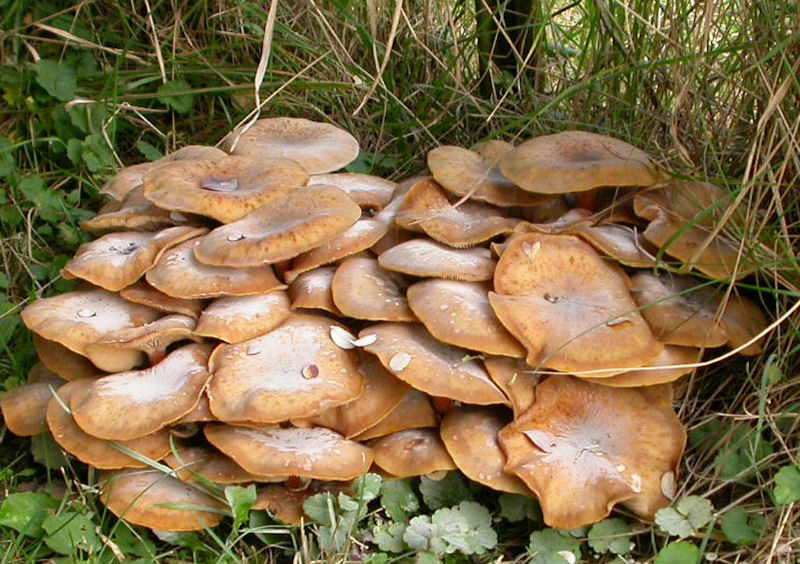 armillaria mellea