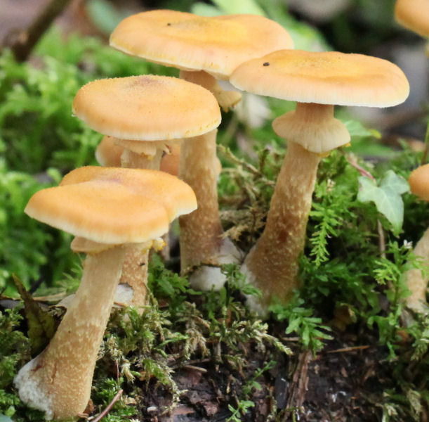 Armillaria mellea