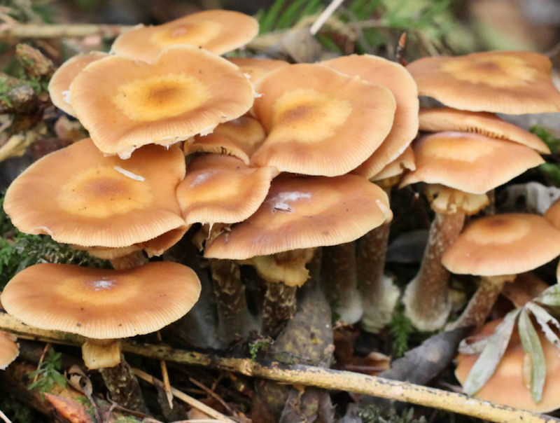 Armillaria mellea