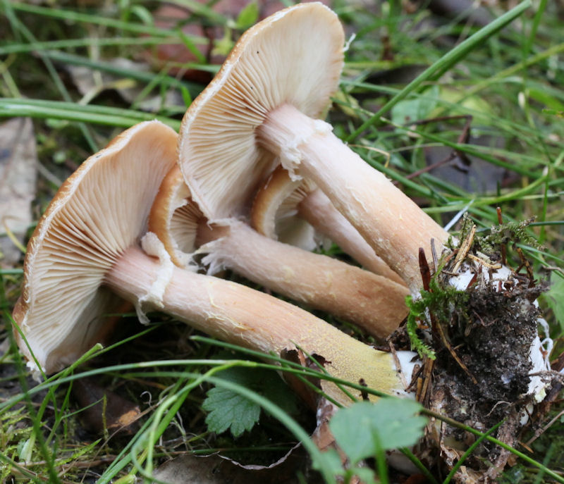 Armillaria mellea