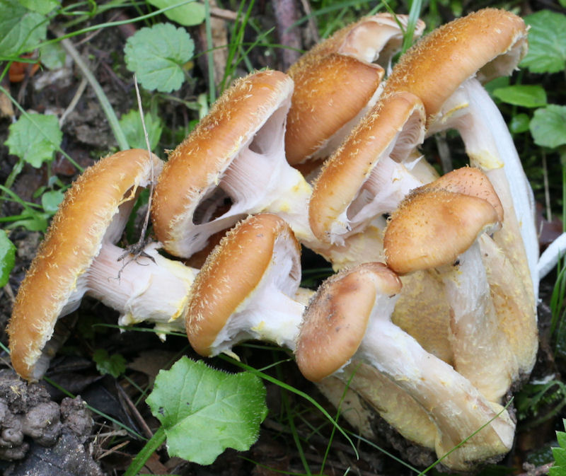 Armillaria mellea