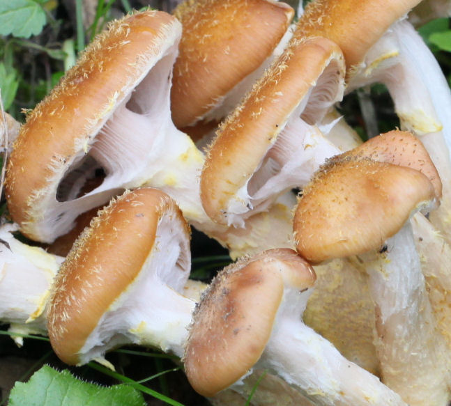 Armillaria mellea