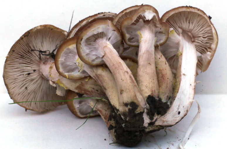 Armillaria mellea