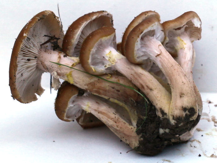 Armillaria mellea