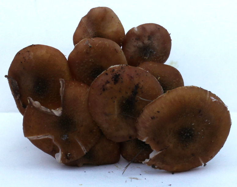 Armillaria mellea