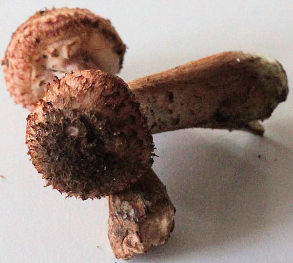 armillaria ostoyae