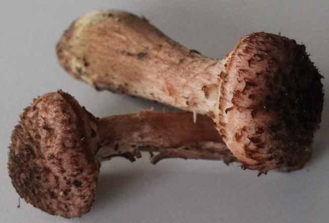 armillaria ostoyae