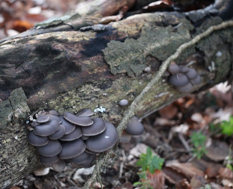 Pleurotus ostreatus