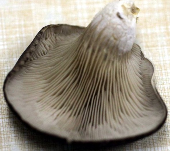 Pleurotus ostreatus