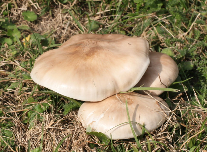 entoloma lividum