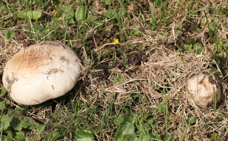 entoloma lividum