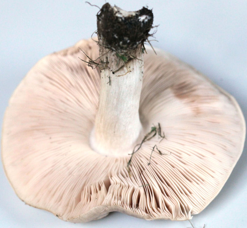 entoloma lividum