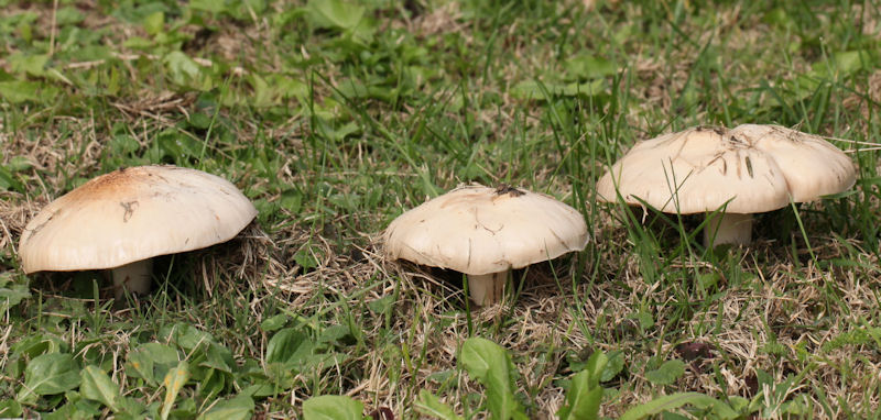 Entoloma lividum