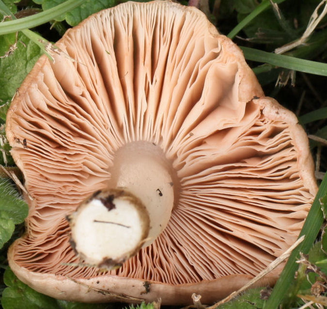 Entoloma lividum