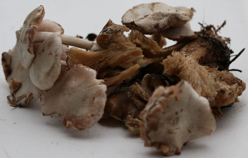 volvariella surrecta