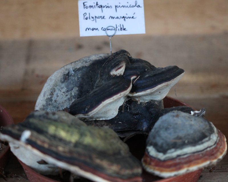 Fomitopsis pinicola