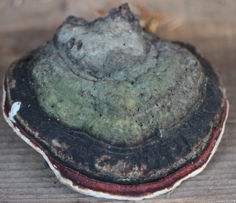 Fomitopsis pinicola