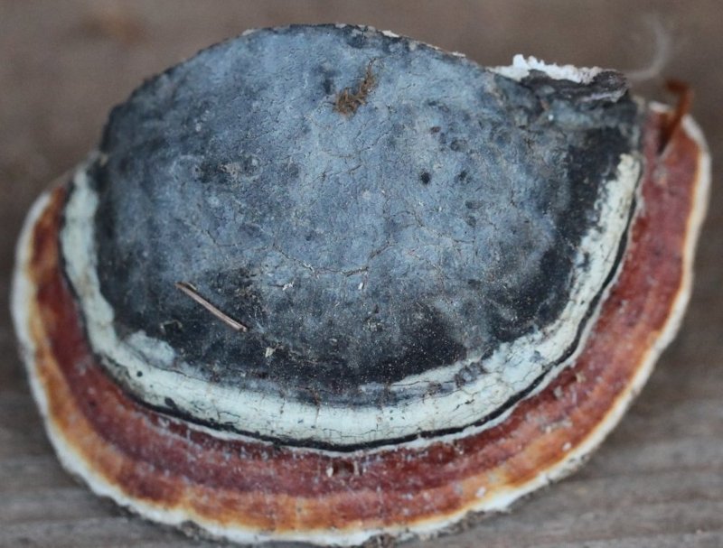 Fomitopsis pinicola