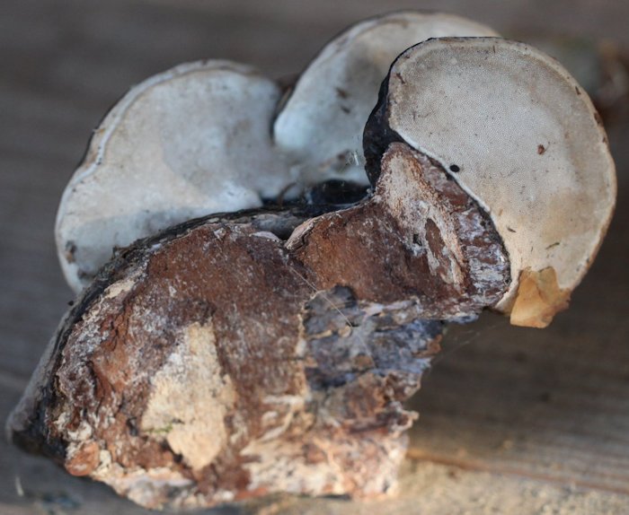 Fomitopsis pinicola